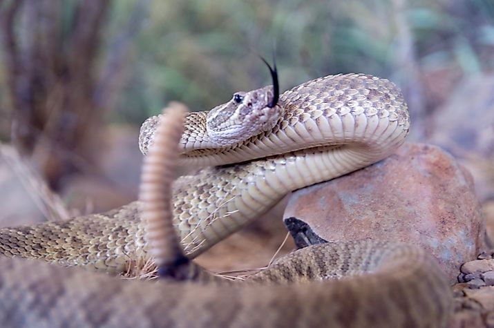 prairie rattlesnake