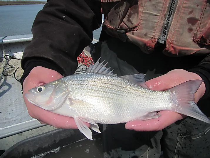 White bass captured by Missouri River Fish and Wildlife Conservation Office during fish sampling in the Missouri River System (2015). Photo: USFWS