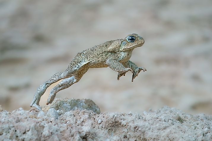 A cane toad (Rhinella marina)