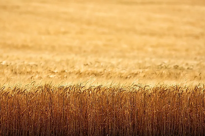 An early morning view of ripe wheat, ready for harvest, in the fertile farm fields of Idaho.