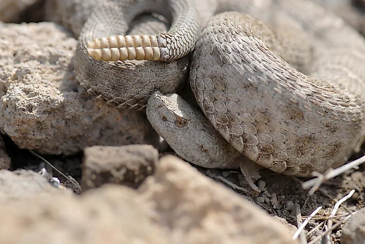  New Mexico ridge-nosed rattlesnake.
