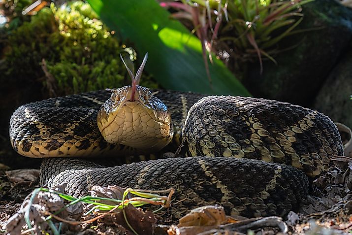 A Central American bushmaster (Lachesis stenophrys)