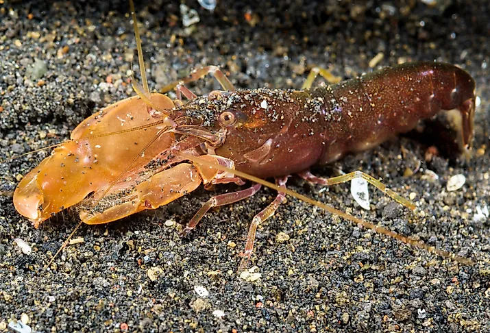 Close up of a snapping or pistol shrimp (Alpheidae).