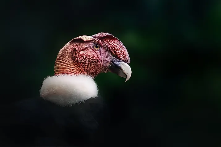 An Andean condor (Vultur gryphus)