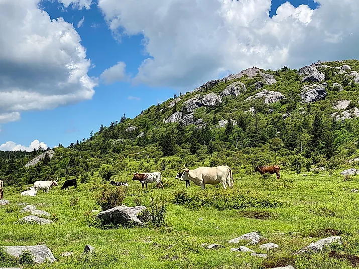 Cattle grazing at Mount Rogers National Recreation Area. Image Credits: Maxwell Brian via Shutterstock