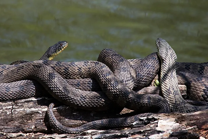 Diamondback water snakes coiled up along the coast.