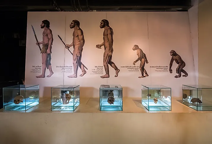 Homo sapien fossils at Sirindhorn Dinosaur Museum in northeast Thailand. Image Credits: COCKTAIL via Shutterstock