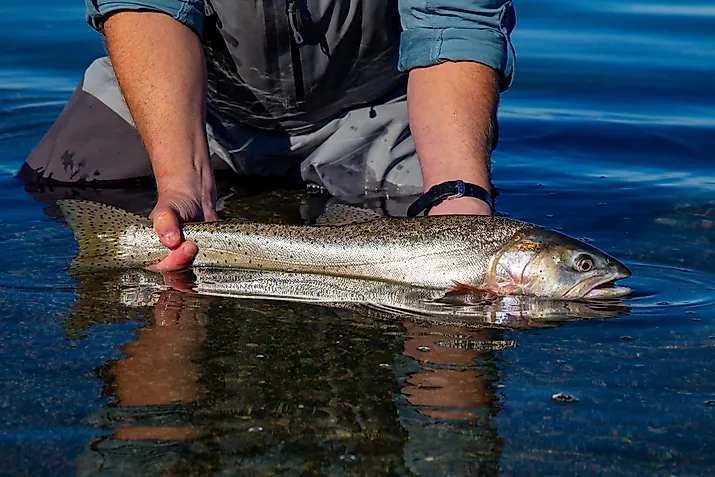 Wild Lahotan cutthroat trout caught and released in Pyramid Lake, Nevada,