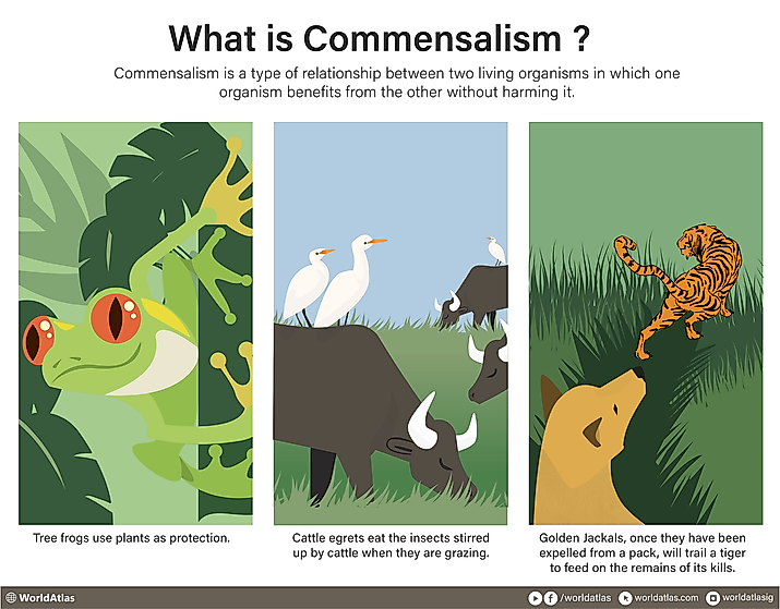 Infographic display of Commensalism with a definition and examples.