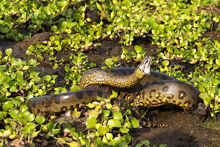 Northern Green Anaconda. Editorial credit: Wikimedia Commons
