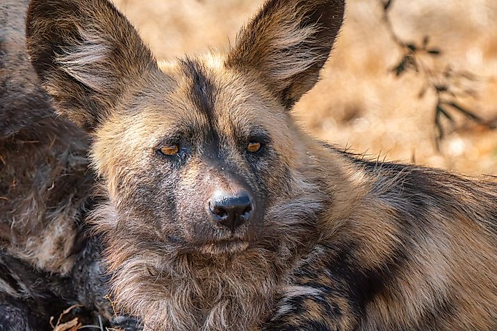 Brown hyena in Kgalagadi Transfrontier Park in South Africa.