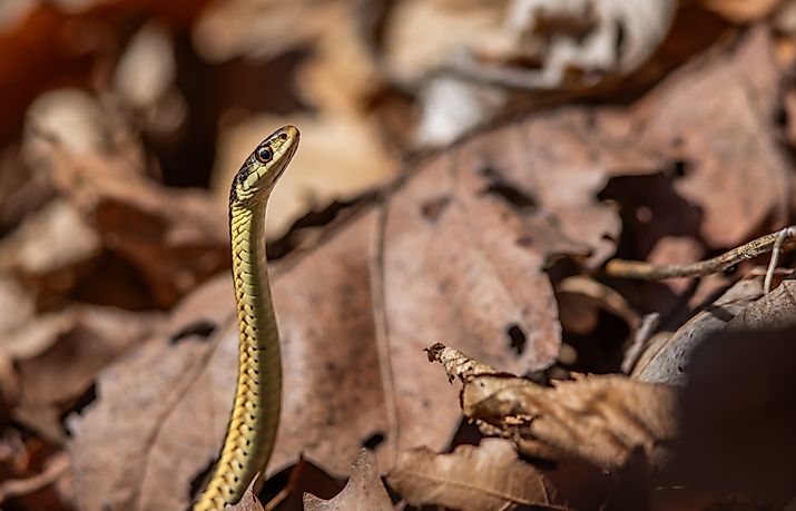 Eastern garter snake "periscoping" from New York 