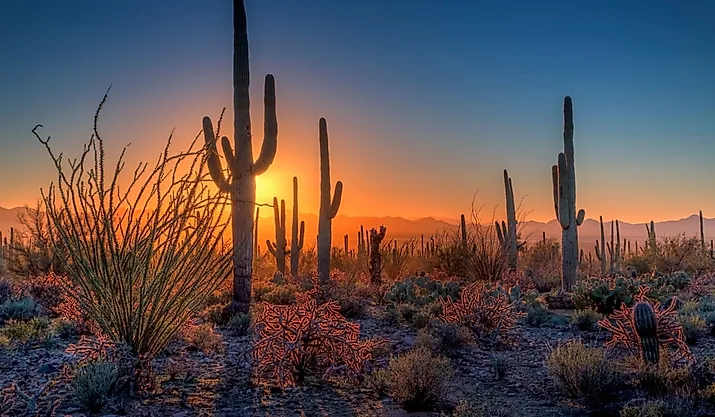 The sun sets amongst the cactus at Saguaro National Park, Arizona.