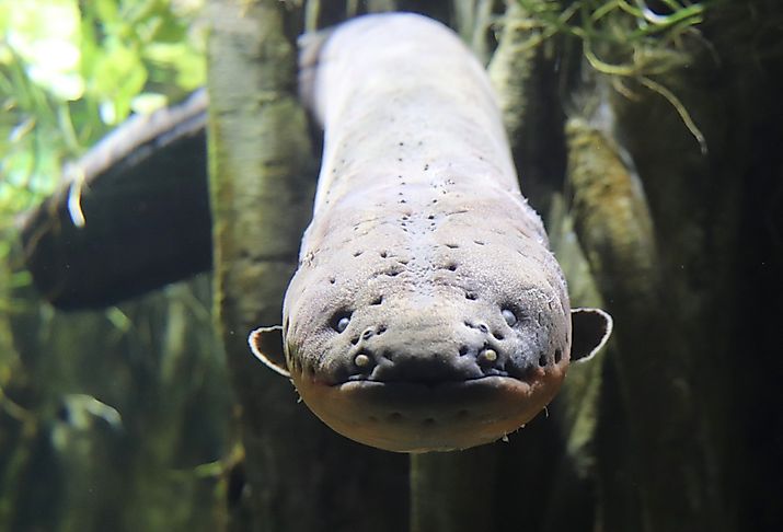 Gazing into the eyes of an electric eel.