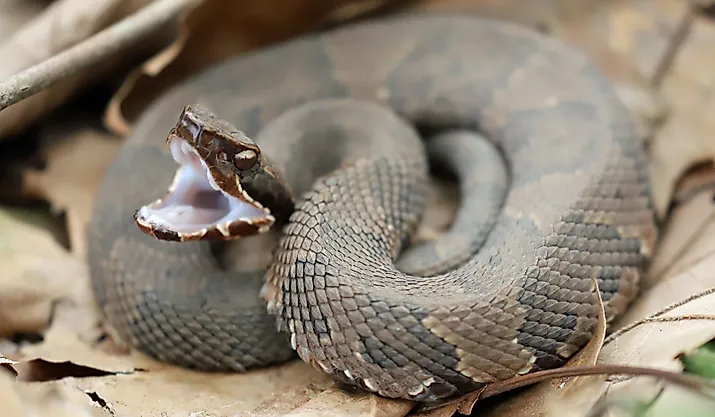 A coiled up Cottonmouth snake showing its white mouth.