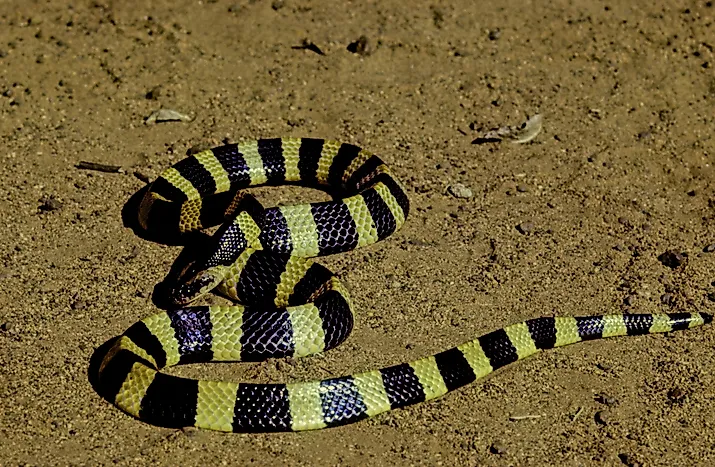 The banded krait (Bungarus fasciatus) is a highly venomous species of elapids endemic to Asia. 