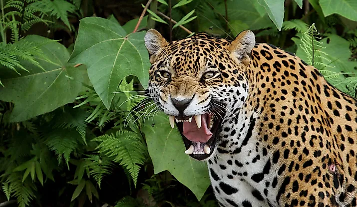 Jaguar in the Amazon Forest