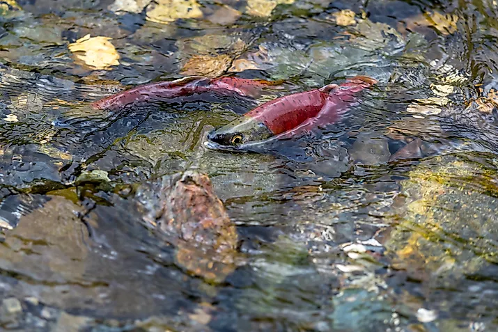 kokanee salmon in an Oregon lake during spawning season