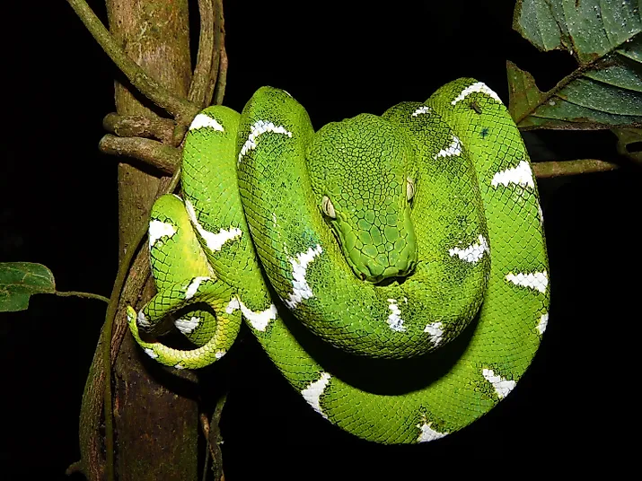 Emerald tree boa resting on a branch. 