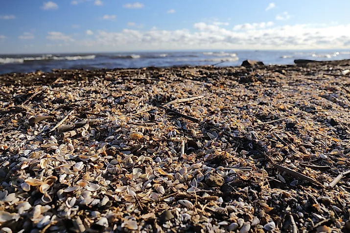 Wide angle, close up view of zebra muscles covering a beach with waves crashing into the shore in the background
