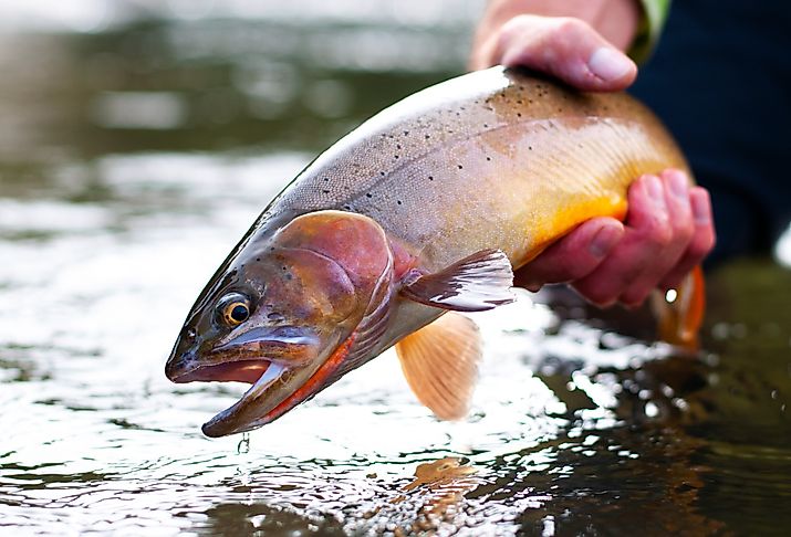 A Yellowstone Cutthroat trout being released into the water, one of the native fish making a come back in these lakes.