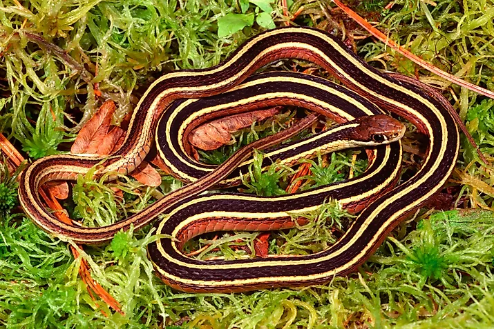 Eastern ribbonsnake resting on damp sphagnum moss in a wetland.