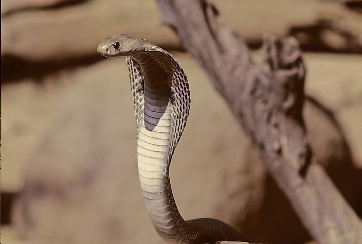 An Indian cobra (Naja naja)