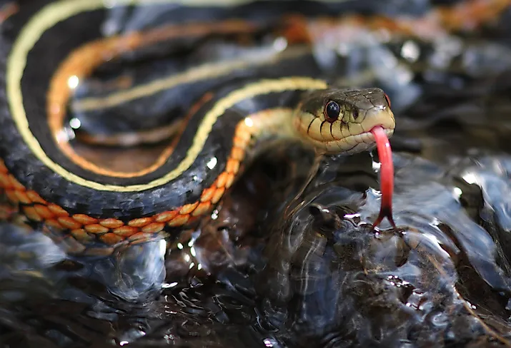 A beautiful Eastern gartersnake.