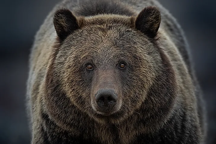 A close up of a grizzly bear