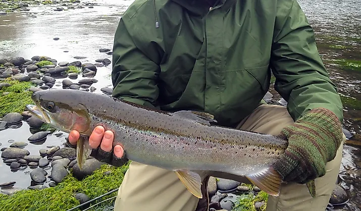fly fisherman holding a steelhead trout