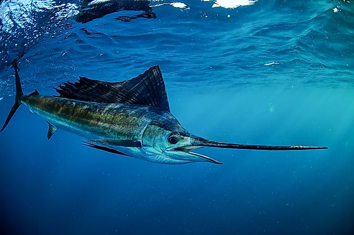 A Sailfish swimming off the coast of  Florida