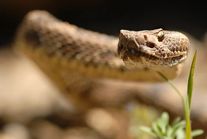 The Great Basin rattlesnake. Image by Nicholas Kiriazis via Shutterstock.
