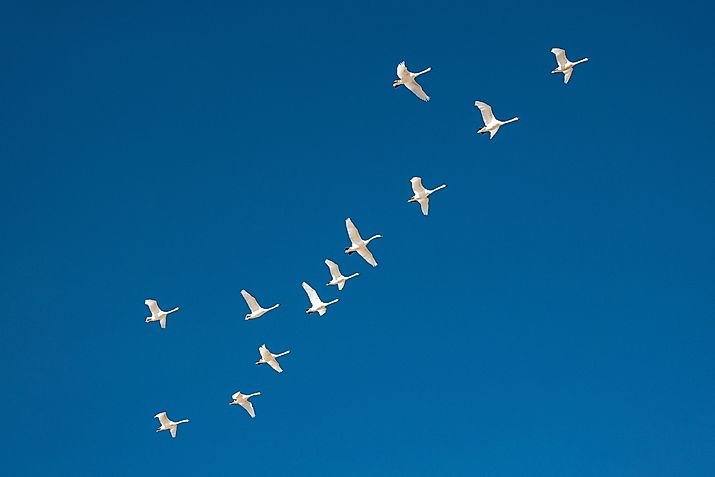 Migrating flock of white swans flying in blue sky.