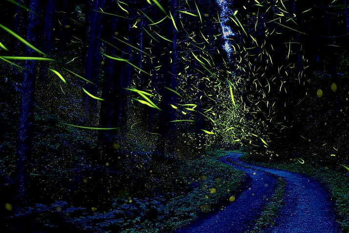 Fireflies light up a forest in Japan.