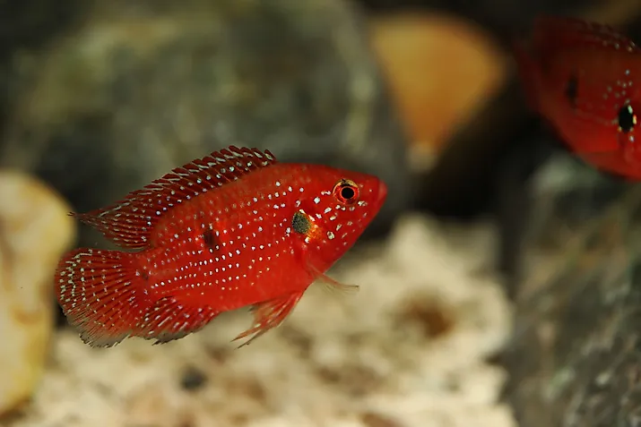 Short body Jewel Cichlid (Hemichromis bimaculatus). 