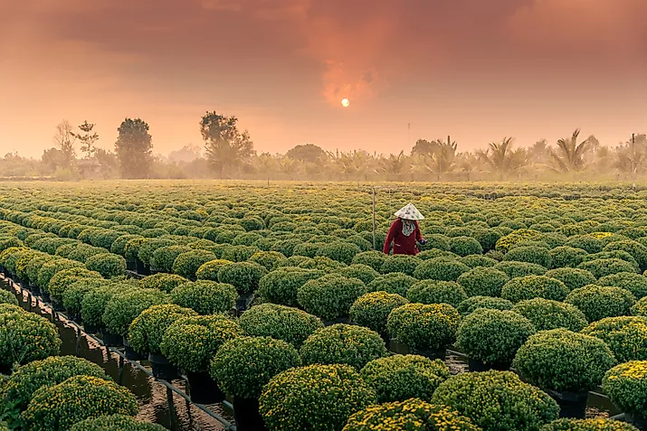 Farming in Vietnam's Mekong Dalta.