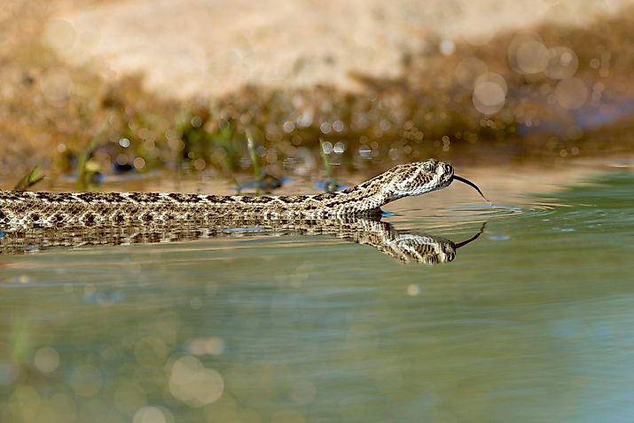 A Western-diamondback rattlesnake entering the water.