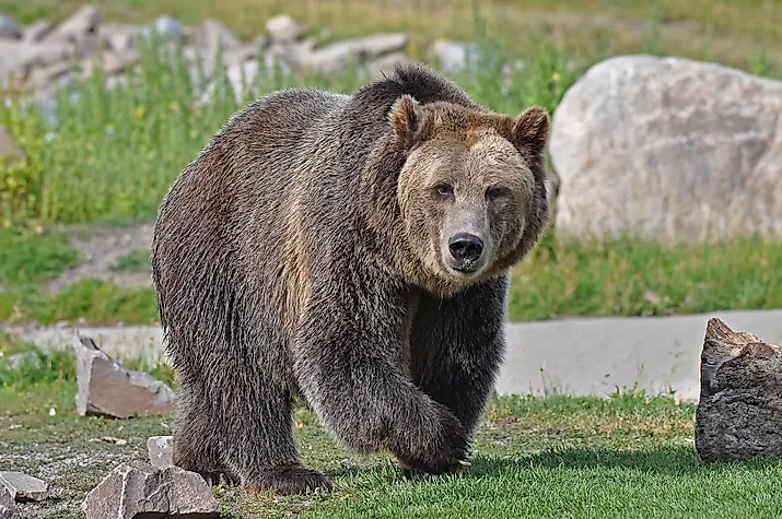 Grizzly Bear Walking. 