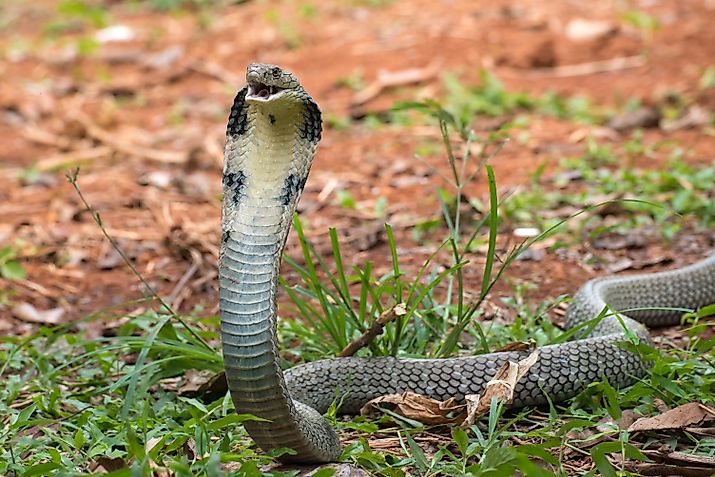 An angry King Cobra snake, one of the fastest snakes in the world.