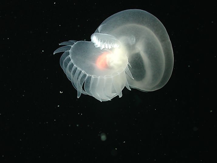 The recently discovered Bathydevius caudactylus, a sea slug, or nudibranch. NOAA Photo Library: expl0806, CC By 2.0, https://creativecommons.org/licenses/by/2.0/deed.en