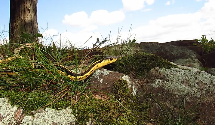 Common garter snake (Thamnophis sirtalis)