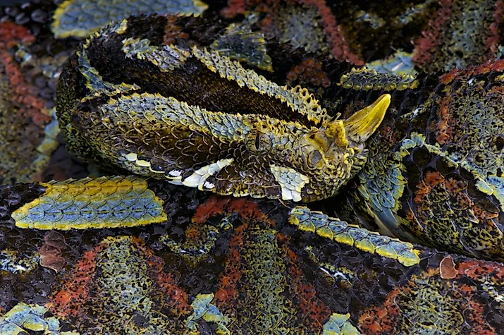 A rhinoceros viper (Bitis nasicornis)