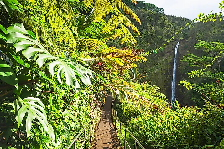 The beautiful natural world of the Akaka Falls State Park, Hawaii.