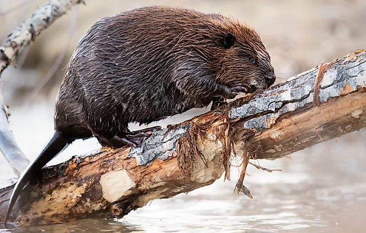 Beaver in the Canadian wilderness