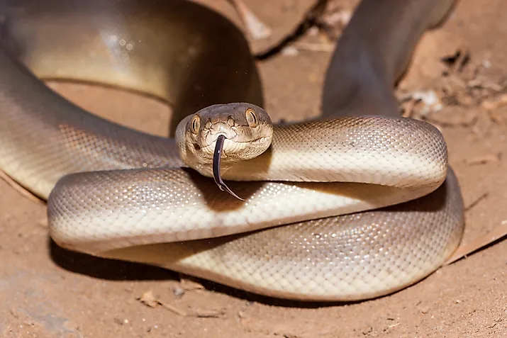 An olive python (Liasis olivaceus)