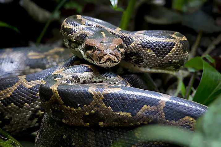A Burmese python (Python bivittatus) in a pose. 