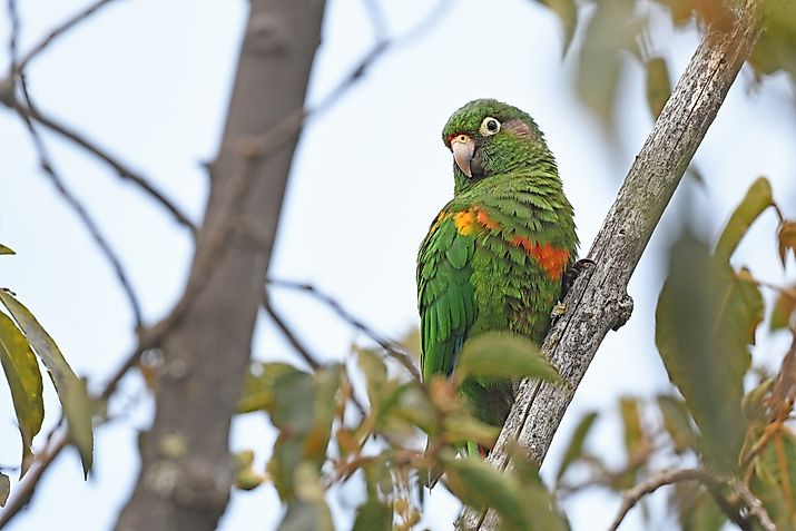 Santa Marta Parakeet. Editorial credit: Christoph Moning, CC BY 4.0, via Wikimedia Commons