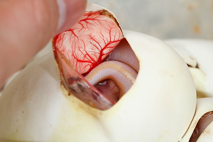 Pythons Hatching in Everglades