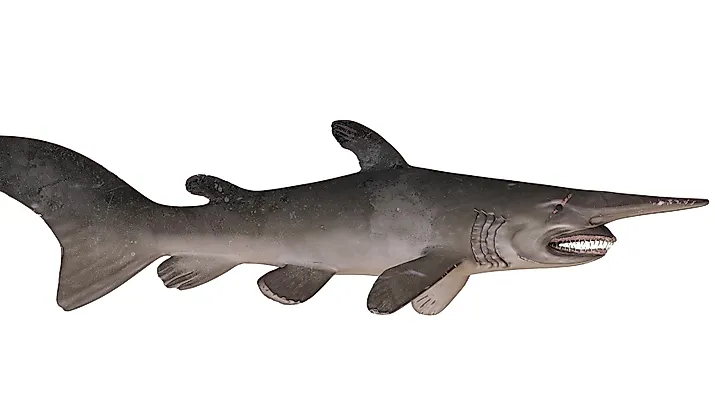 Realistic model of a goblin shark on white background.
