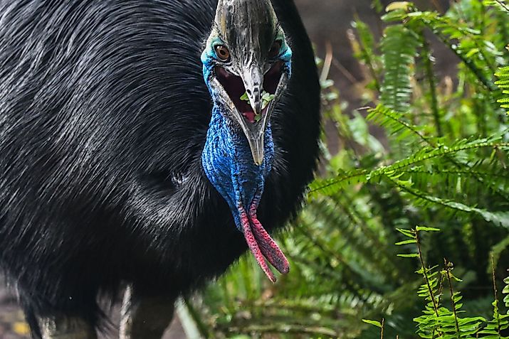 A southern cassowary (Casuarius casuarius). Via Shutterstock / Wirestock Creators.